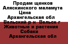 Продам щенков Аляскинского маламута › Цена ­ 25 000 - Архангельская обл., Вельский р-н, Вельск г. Животные и растения » Собаки   . Архангельская обл.